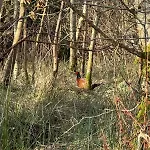 Oaktree - 3 Bedrooms - Sleeps 6 * Frizington