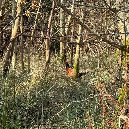 Oaktree - 3 Bedrooms - Sleeps 6 * Frizington